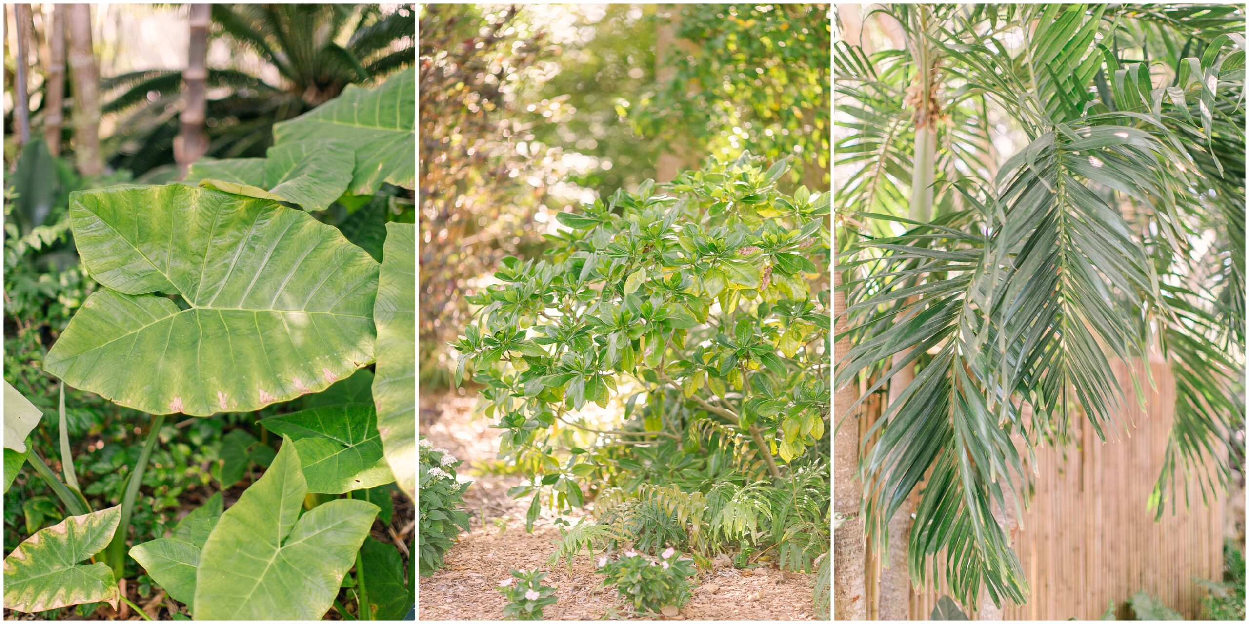 collage of three detail tropical plant photos at a garden
