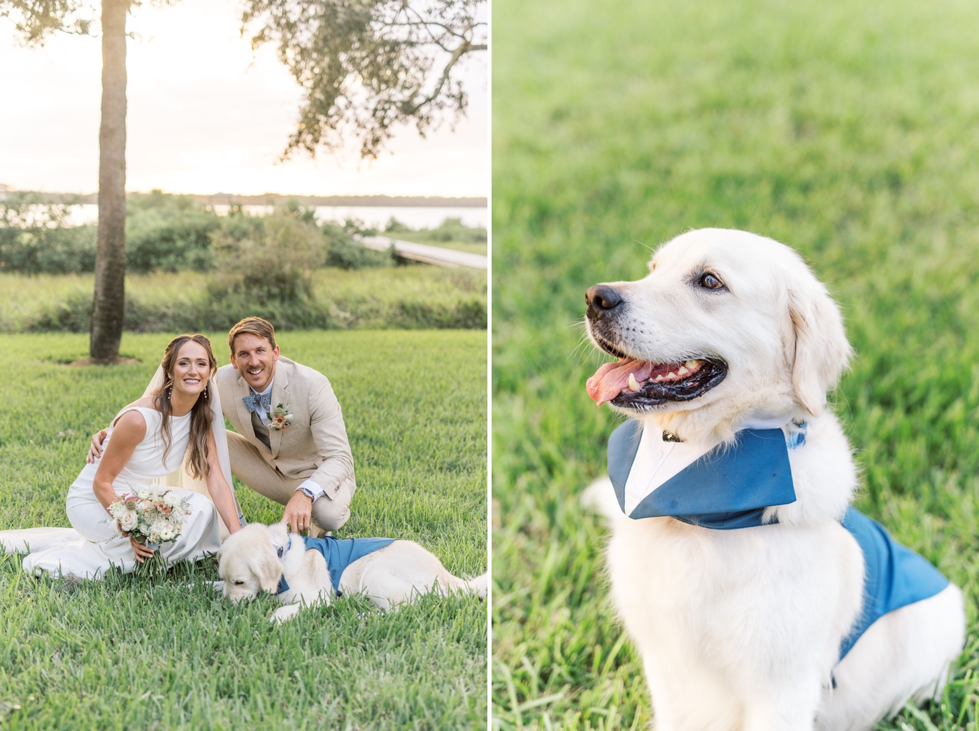 white retriever mix dog wearing a blue suit 